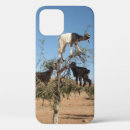 Recherche de chèvres coques Drôle