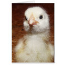 Recherche de pissé cartes postales Fou