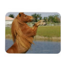 Recherche de élevage magnets Cheval