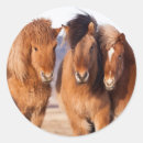 Recherche de cheval islandais autocollants Superstock