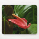 Recherche de calla lilly électronique Nature