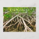 Recherche de mangroves cartes postales Travel