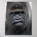 Recherche de singe gorille posters Animal