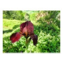 Recherche de rouge cramoisi posters Pour tous