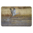 Recherche de venez magnets Oiseau
