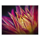 Recherche de macro fleur Floraison
