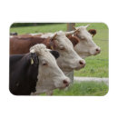 Recherche de vache holstein magnets Vaches