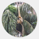 Recherche de accroche autocollants Singe