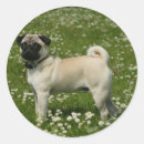 Recherche de positions autocollants Fleurs