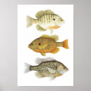 Recherche de poissons du soleil Bateau