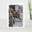 Recherche de mustelids Faune