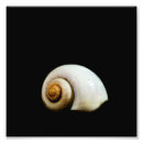 Recherche de escargots posters Mollusque