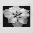 Zoek naar zwart wit design briefkaarten Bloem