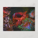 Recherche de poissons tropicaux cartes postales Mer