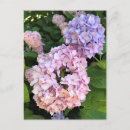 Recherche de hortensias cartes postales Rose