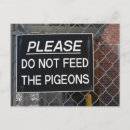 Zoek naar duiven briefkaarten Fotografie