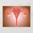 Recherche de organes sexuels posters Illustration