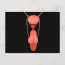 Recherche de organes sexuels posters Physiologie
