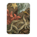 Recherche de coquille magnets Algues
