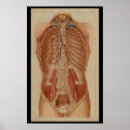 Recherche de muscle humain posters Anatomie
