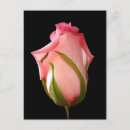 Zoek naar rosebud briefkaarten Rozen