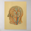 Recherche de cou humain posters Anatomie