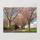 Recherche de cerisier en fleurs cartes postales Pour eux