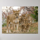 Recherche de lion de bébé art Animaux