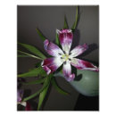 Zoek naar paarse tulpen posters Plant