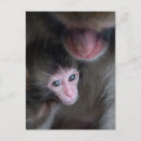Recherche de singe bébé posters Faune animale