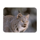 Recherche de fourrure magnets Alaska