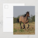 Recherche de cheval course cartes postales Fleurs