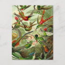 Zoek naar ernst haeckel briefkaarten Kunstformen der natur