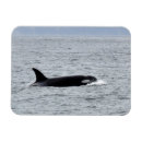 Recherche de orques magnets Baleine