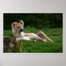 Recherche de hyène posters Nature