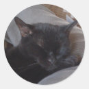 Recherche de chat endormi autocollants Mignon