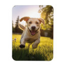 Recherche de chien labrador magnets Dog