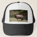 Recherche de mâle casquettes Mammifère