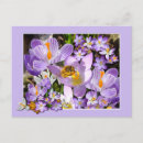 Recherche de fleurs de crocus cartes postales Pour tous
