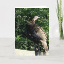 Recherche de dindons vœux cartes Oiseaux