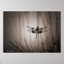 Recherche de mouche de dragon posters Insecte