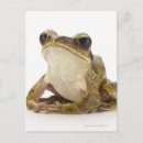 Recherche de humour grenouille cartes postales Reptiles
