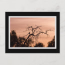 Recherche de arbres cartes postales Coucher de soleil