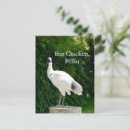 Recherche de ibis cartes postales Faune