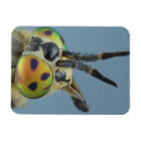 Recherche de mouche magnets Animaux
