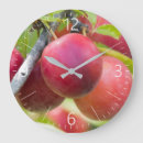 Recherche de prunes horloges Fruit