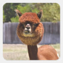 Recherche de alpaga autocollants Animal