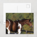 Recherche de pince cartes postales Animal