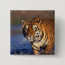 Recherche de panthera badges Grand félin