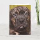 Recherche de cane corso vœux cartes Dog
